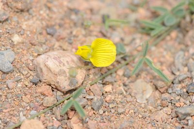 Lotus ononopsis, photographed by Morten Ross