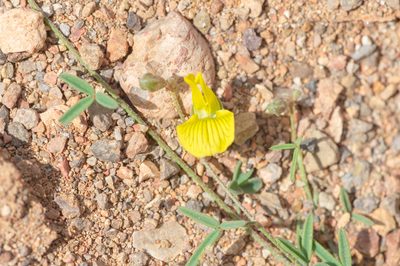 Lotus ononopsis, photographed by Morten Ross
