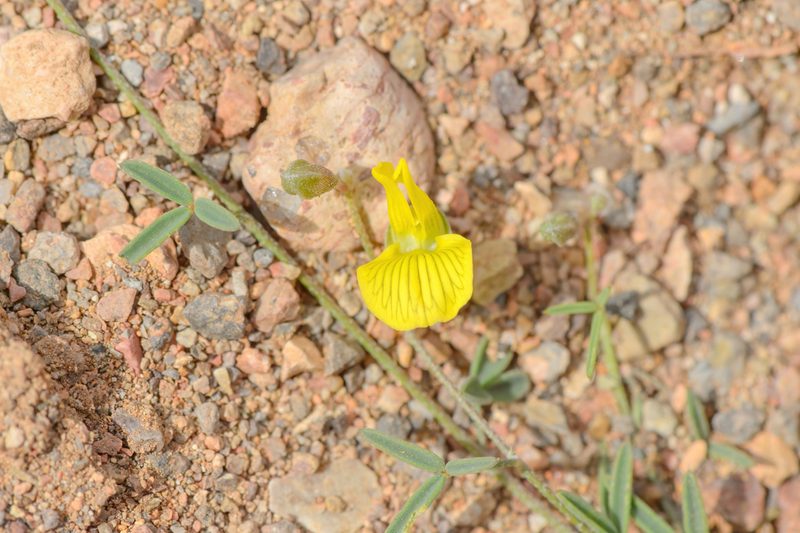 Lotus ononopsis, photographed by Morten Ross