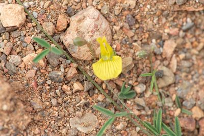 Lotus ononopsis, photographed by Morten Ross