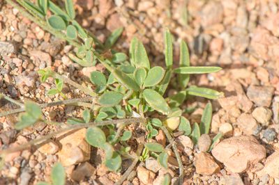 Lotus ononopsis, photographed by Morten Ross