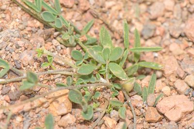 Lotus ononopsis, photographed by Morten Ross