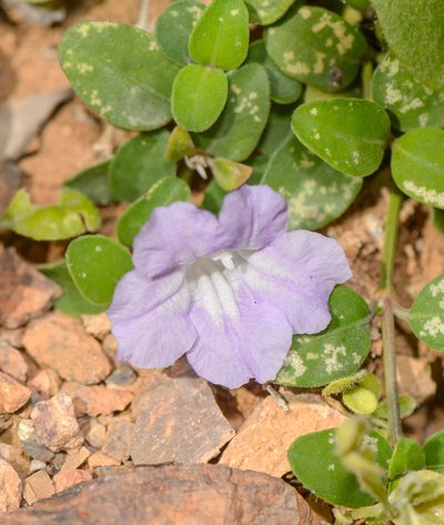 Ruellia insignis, photographed by Morten Ross
