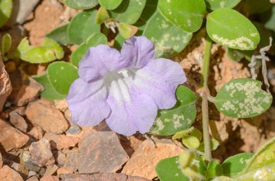 Ruellia insignis, photographed by Morten Ross