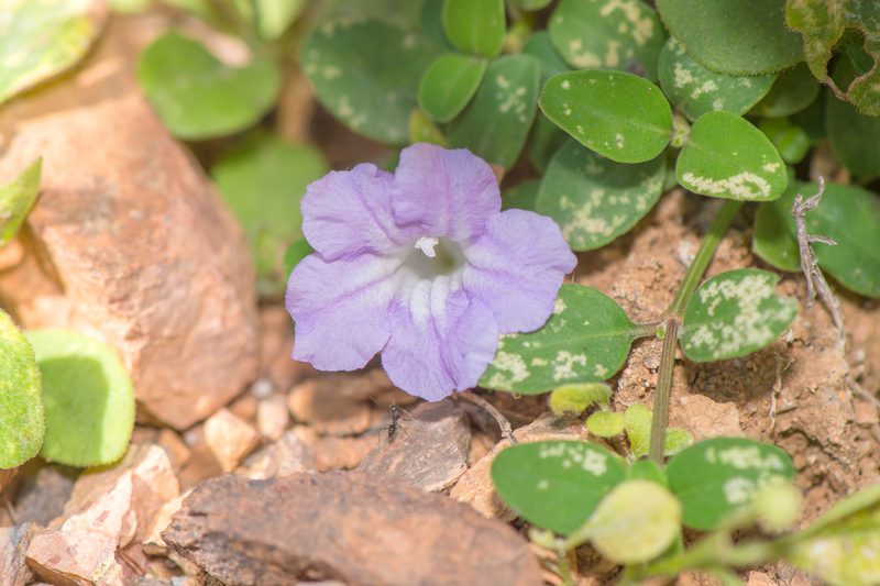 Ruellia insignis, photographed by Morten Ross