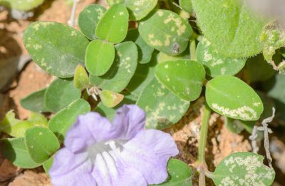 Ruellia insignis, photographed by Morten Ross