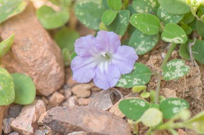 Ruellia insignis, photographed by Morten Ross