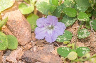 Ruellia insignis, photographed by Morten Ross