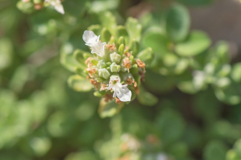 Teucrium socotranum, photographed by Morten Ross