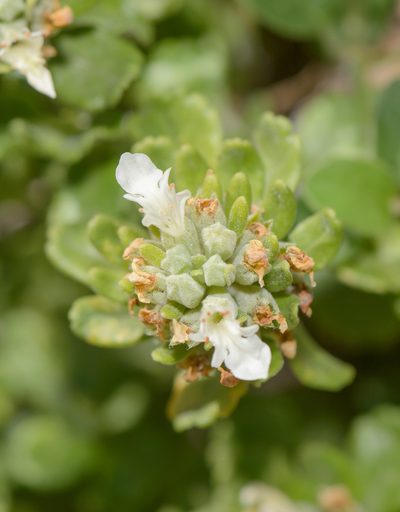 Teucrium socotranum, photographed by Morten Ross