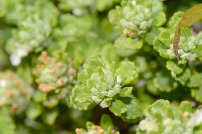 Teucrium socotranum, photographed by Morten Ross