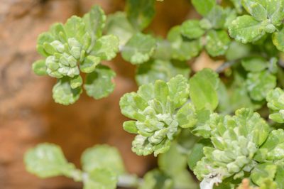 Teucrium socotranum, photographed by Morten Ross