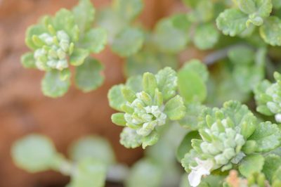 Teucrium socotranum, photographed by Morten Ross