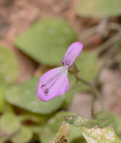 Dicliptera effusa, photographed by Morten Ross