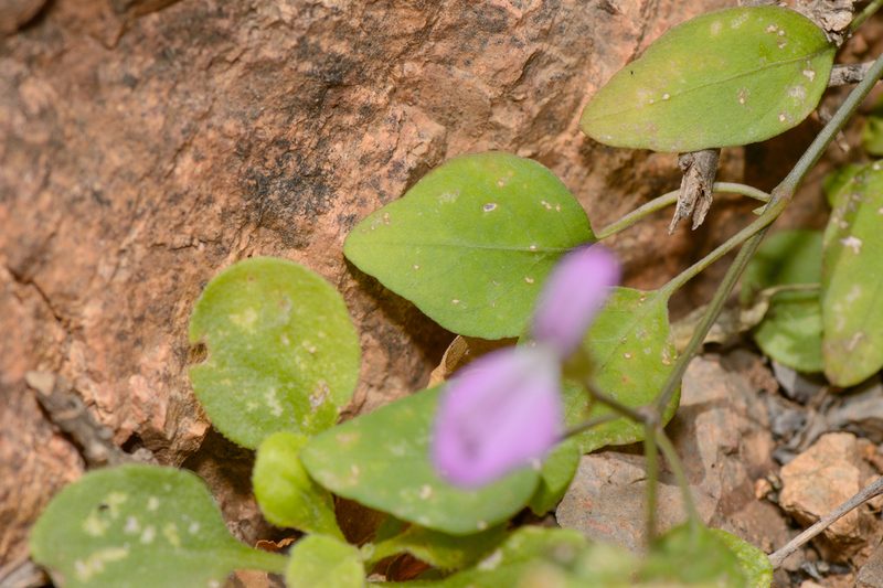 Dicliptera effusa, photographed by Morten Ross