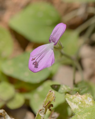 Dicliptera effusa, photographed by Morten Ross