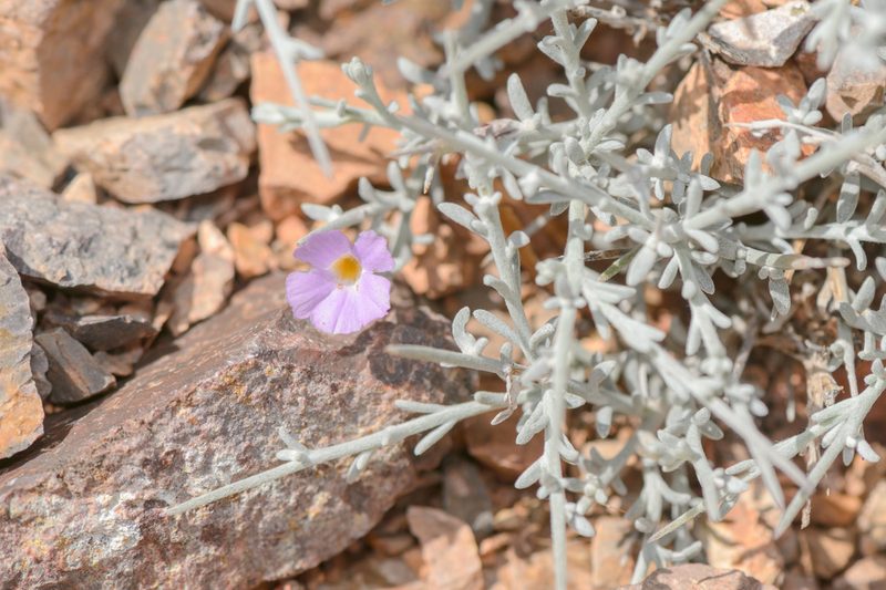 Campylanthus spinosus, photographed by Morten Ross