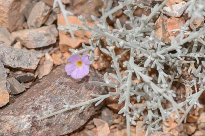 Campylanthus spinosus, photographed by Morten Ross