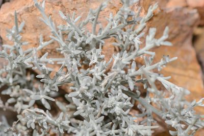 Campylanthus spinosus, photographed by Morten Ross