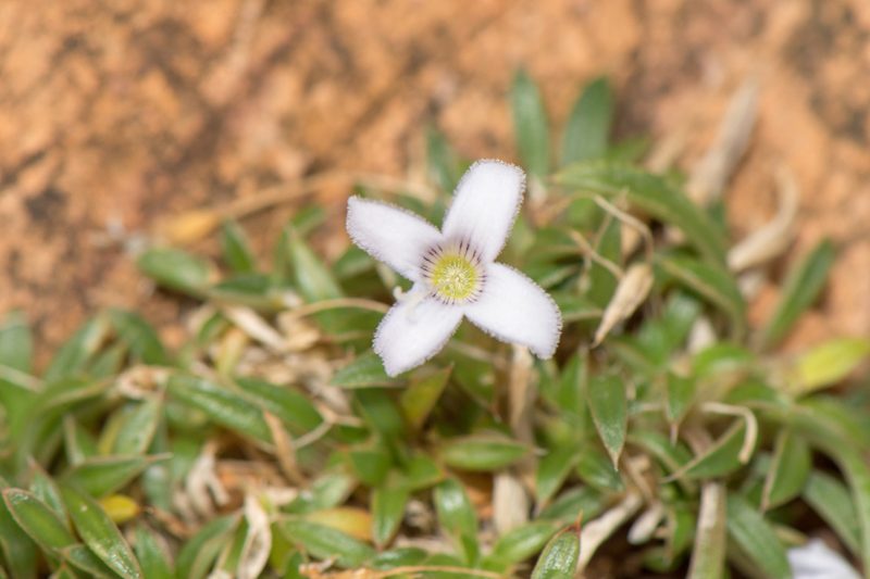 Oldenlandia pulvinata, photographed by Morten Ross