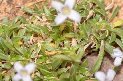 Oldenlandia pulvinata, photographed by Morten Ross
