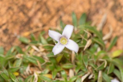 Oldenlandia pulvinata, photographed by Morten Ross