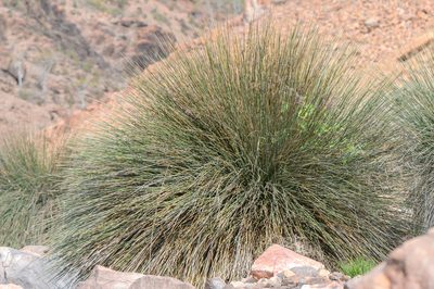 Juncus socotranus, photographed by Morten Ross