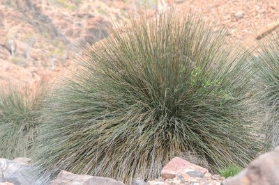 Juncus socotranus, photographed by Morten Ross