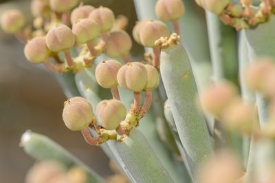 Euphorbia arbuscula, photographed by Morten Ross