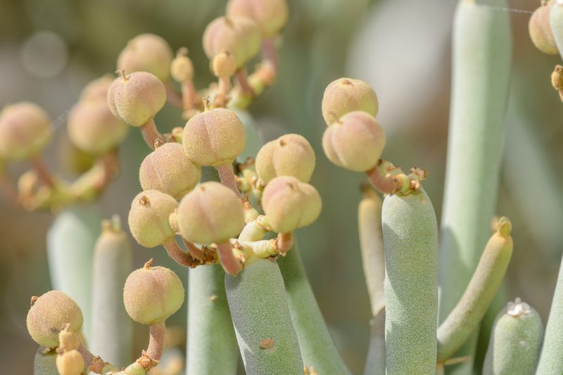 Euphorbia arbuscula, photographed by Morten Ross