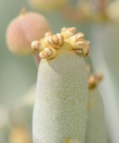 Euphorbia arbuscula, photographed by Morten Ross