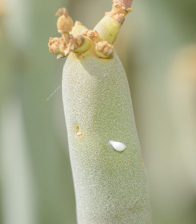 Euphorbia arbuscula, photographed by Morten Ross