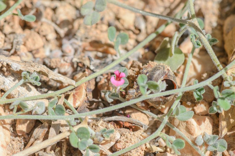 Indigofera nephrocarpa, photographed by Morten Ross