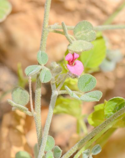 Indigofera nephrocarpa, photographed by Morten Ross