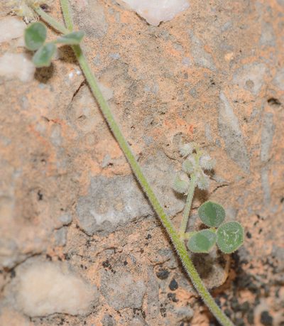 Indigofera nephrocarpa, photographed by Morten Ross