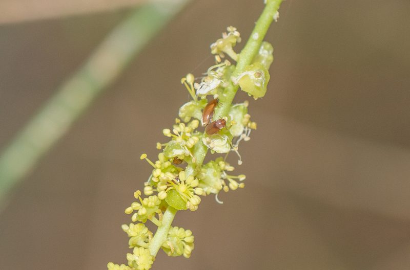 Ochradenus socotranus, photographed by Morten Ross