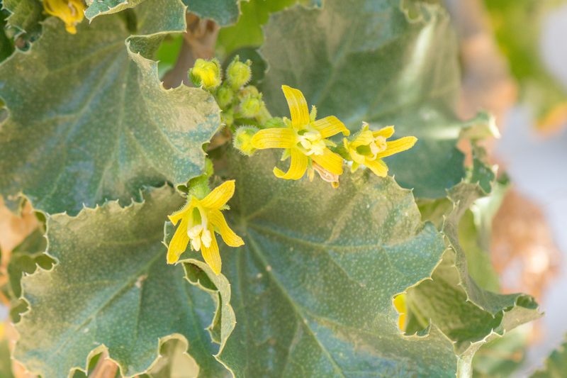 Dendrosicyos socotranus, photographed by Morten Ross