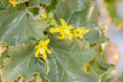 Dendrosicyos socotranus, photographed by Morten Ross