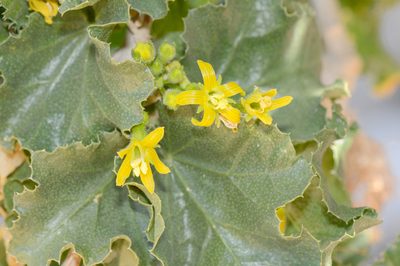 Dendrosicyos socotranus, photographed by Morten Ross