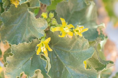 Dendrosicyos socotranus, photographed by Morten Ross