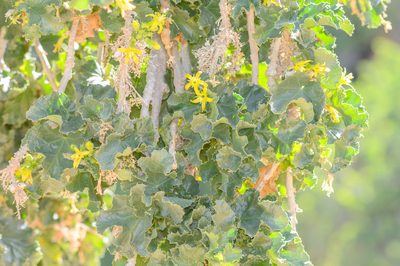 Dendrosicyos socotranus, photographed by Morten Ross