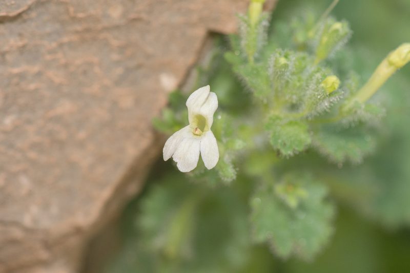Camptoloma lyperiiflorum, photographed by Morten Ross