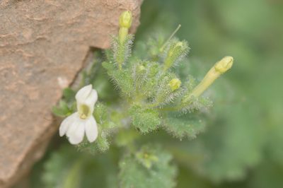 Camptoloma lyperiiflorum, photographed by Morten Ross