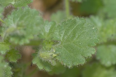 Camptoloma lyperiiflorum, photographed by Morten Ross