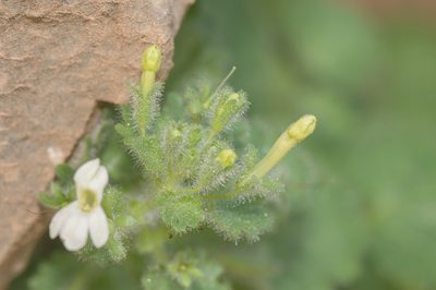Camptoloma lyperiiflorum, photographed by Morten Ross