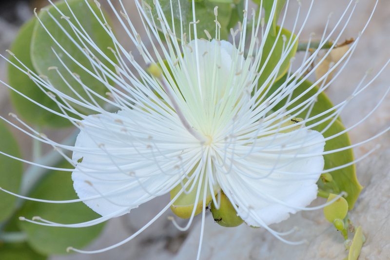 Capparis cartilaginea, photographed by Morten Ross