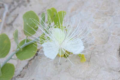 Capparis cartilaginea, photographed by Morten Ross