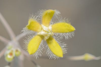 Pergularia tomentosa, photographed by Morten Ross