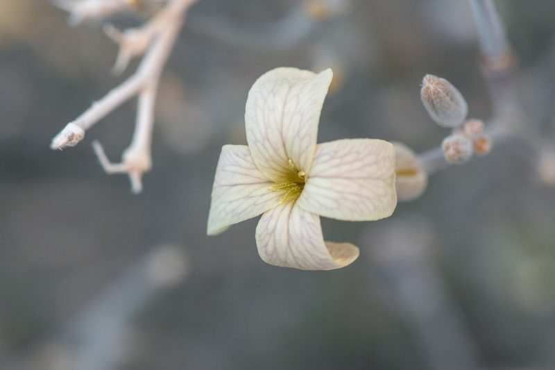 Farsetia longisiliqua, photographed by Morten Ross