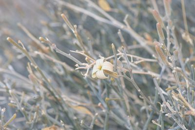 Farsetia longisiliqua, photographed by Morten Ross